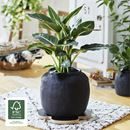 Blomvagn MDF Wagner, lastkapacitet 100 kg, LxB 330 x 330 mm, svart, 2-pack